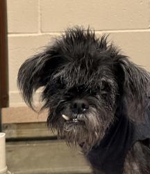 Shelter Stray Male Dog last seen Near N Harbor Drive, San Diego, CA, 92101, 5500 Gaines St, San Diego, CA 92110, USA