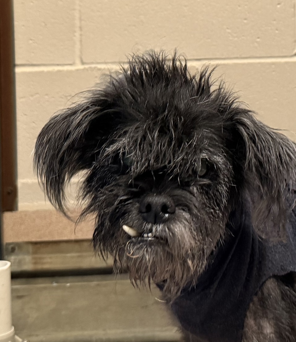 Shelter Stray Male Dog last seen Near N Harbor Drive, San Diego, CA, 92101, 5500 Gaines St, San Diego, CA 92110, USA