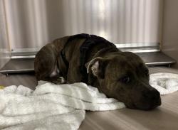 Shelter Stray Female Dog last seen Near West 8th Street, BROOKLYN, NY, 11224, 326 E 110th St, New York, NY 10029, USA