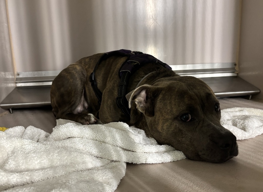 Shelter Stray Female Dog last seen Near West 8th Street, BROOKLYN, NY, 11224, 326 E 110th St, New York, NY 10029, USA