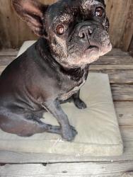 Reunited Female Dog last seen Clinton ave , Richmond, CA 94805
