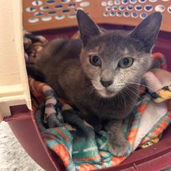 Shelter Stray Female Cat last seen Near NE 46th Avenue, DES MOINES, IA, 50317, Des Moines, IA 50313