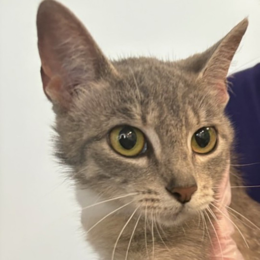 Shelter Stray Female Cat last seen Near Coburn Lane, JOHNSTON, IA, 50131, Des Moines, IA 50313