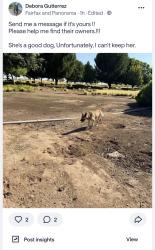 Found/Stray Female Dog last seen panorama park, Bakersfield, CA 93305