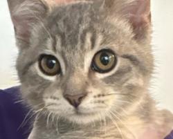 Shelter Stray Male Cat last seen Near Coburn Lane, JOHNSTON, IA, 50131, Des Moines, IA 50313