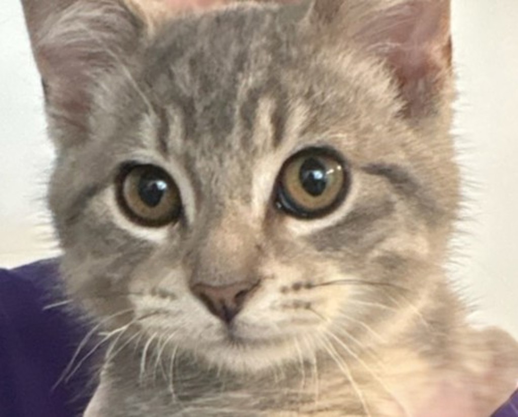 Shelter Stray Male Cat last seen Near Coburn Lane, JOHNSTON, IA, 50131, Des Moines, IA 50313
