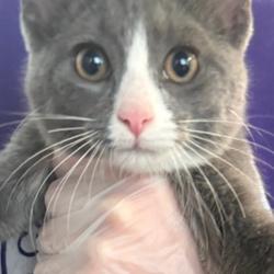 Shelter Stray Female Cat last seen Near Coburn Lane, JOHNSTON, IA, 50131, Des Moines, IA 50313