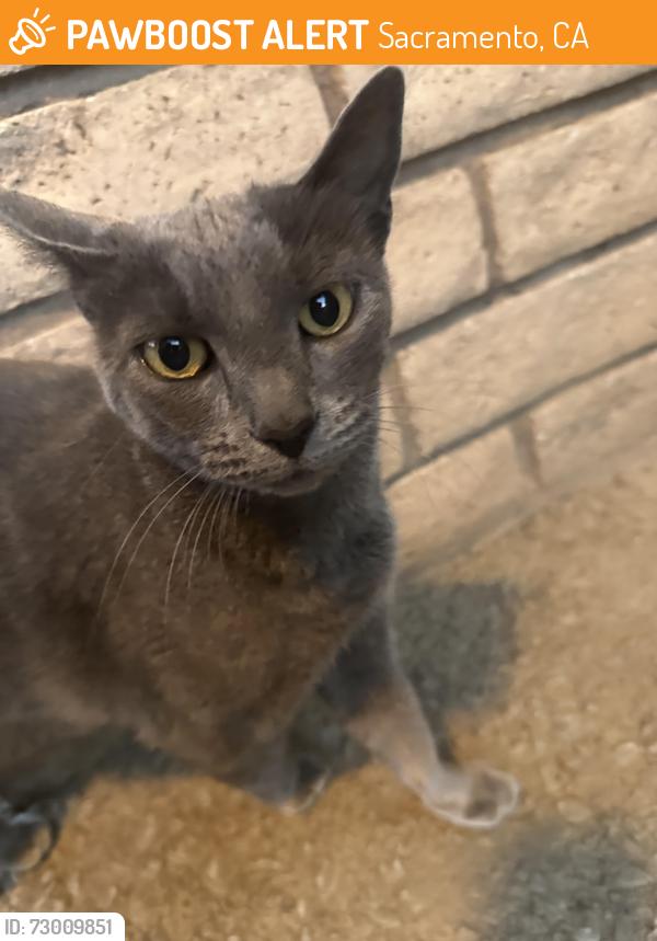 Found/Stray Unknown Cat last seen Sierra Oaks K-8, Sacramento, CA 95864