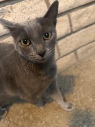 Found/Stray Unknown Cat last seen Sierra Oaks K-8, Sacramento, CA 95864