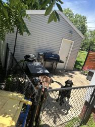 Found/Stray Unknown Dog last seen Aurora and 3rd st, Des Moines, IA 50313