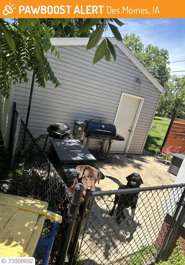 Found/Stray Unknown Dog last seen Aurora and 3rd st, Des Moines, IA 50313