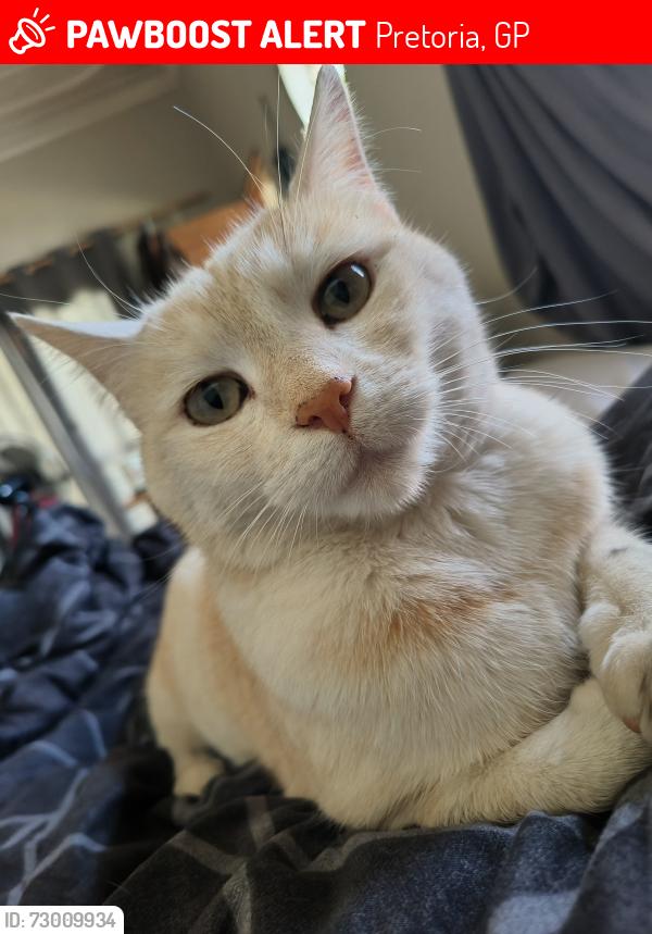 Lost Female Cat last seen Kruin park, Pretoria, GP 0002