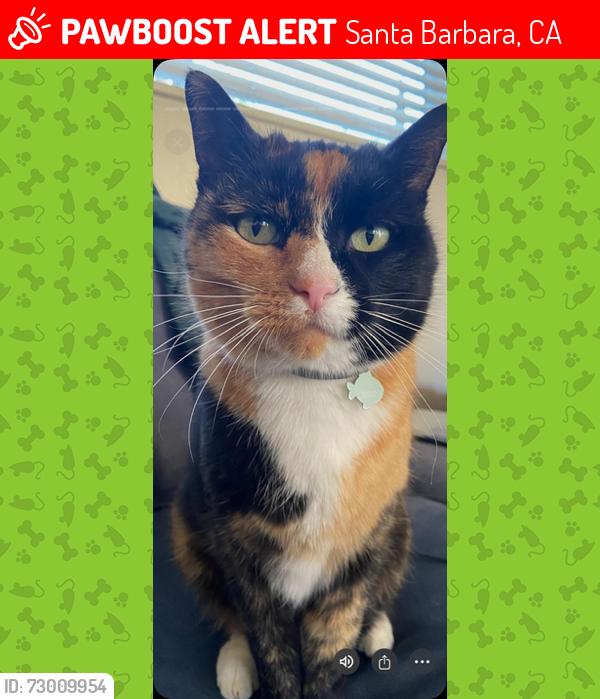 Lost Female Cat last seen Near Isleta home address. Miramonte/Coronel closes cross streets., Santa Barbara, CA 93109