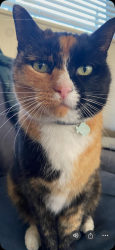 Lost Female Cat last seen Near Isleta home address. Miramonte/Coronel closes cross streets., Santa Barbara, CA 93109