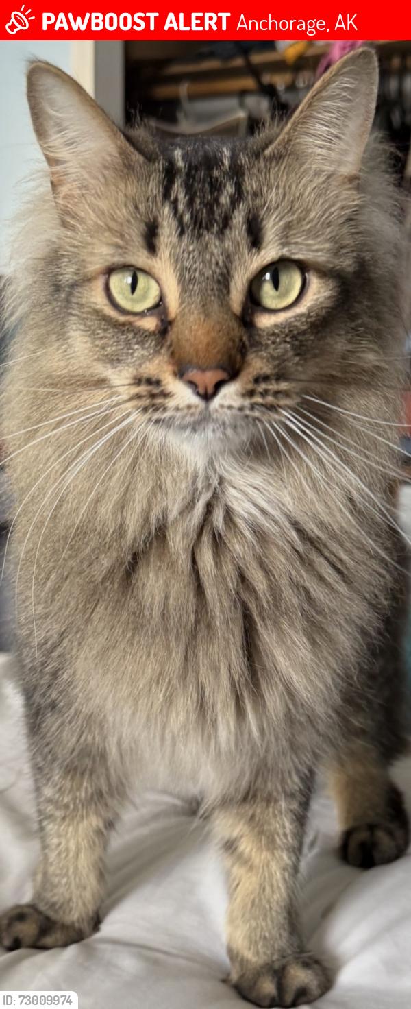 Lost Male Cat last seen Rosalind Loop/84th/88th, Anchorage, AK 99507