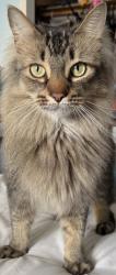 Lost Male Cat last seen Rosalind Loop/84th/88th, Anchorage, AK 99507