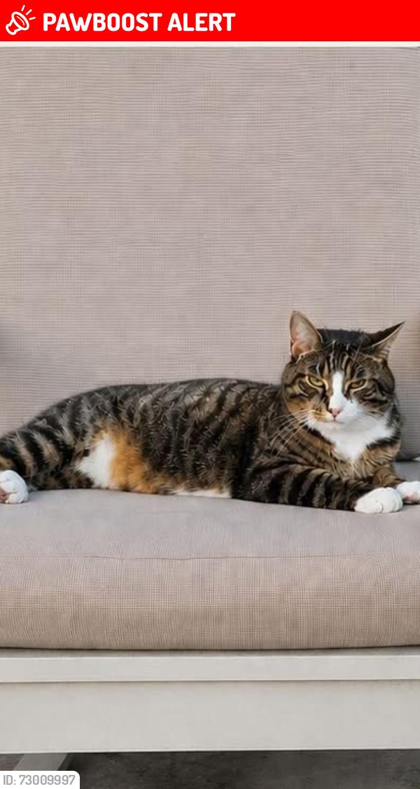Lost Male Cat last seen By Bakers Lane, The Royal Town of Sutton Coldfield, England B74