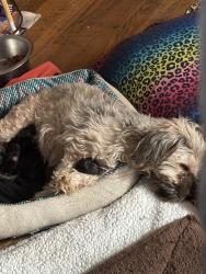 Lost Female Dog last seen Old Steele Creek, Charlotte, NC 28208