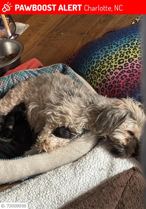 Lost Female Dog last seen Old Steele Creek, Charlotte, NC 28208