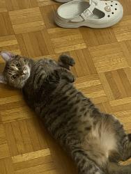 Lost Female Cat last seen Rue Montbrun , Montréal, QC 