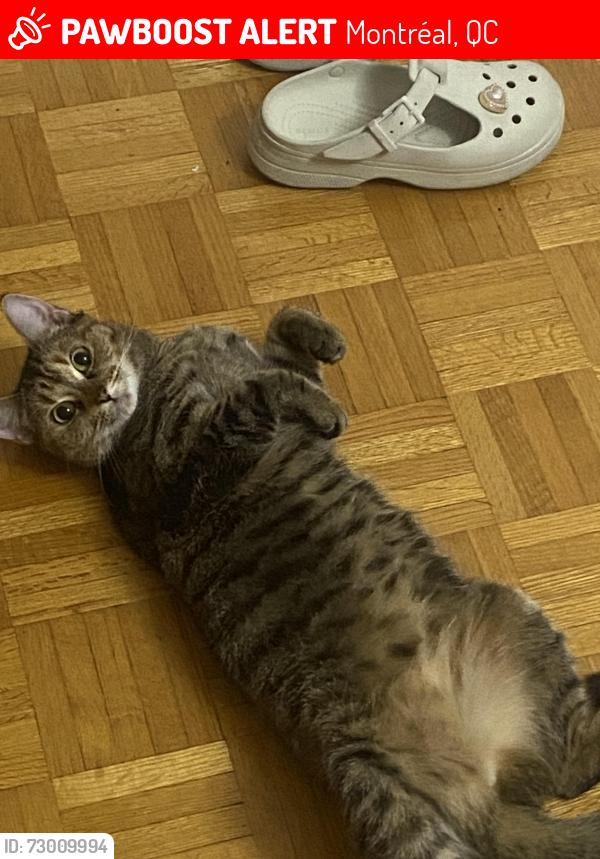 Lost Female Cat last seen Rue Montbrun , Montréal, QC 