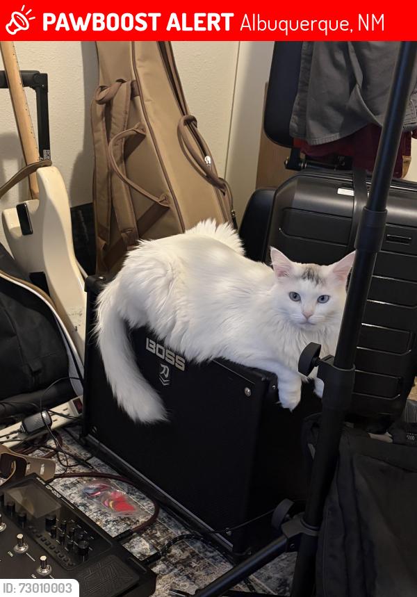 Lost Female Cat last seen Paseo/Golf course, Albuquerque, NM 87120