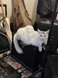 Lost Female Cat last seen Paseo/Golf course, Albuquerque, NM 87120