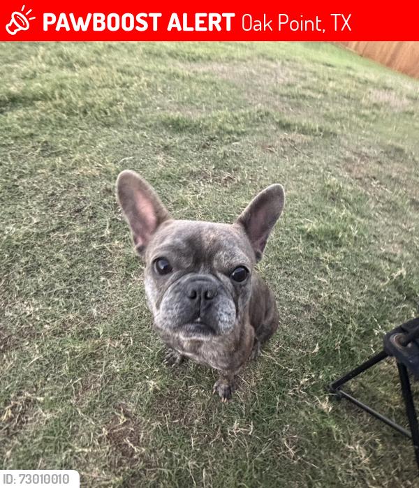 Lost Female Dog last seen Magnolia Blvd and E University Dr, Oak Point, TX 75068