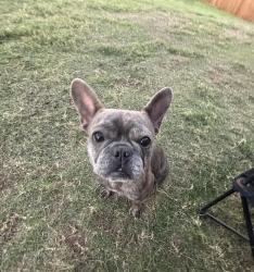 Lost Female Dog last seen Magnolia Blvd and E University Dr, Oak Point, TX 75068