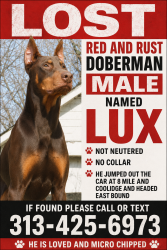 Lost Male Dog last seen West 8 mile and Coolidge , Detroit, MI 48235