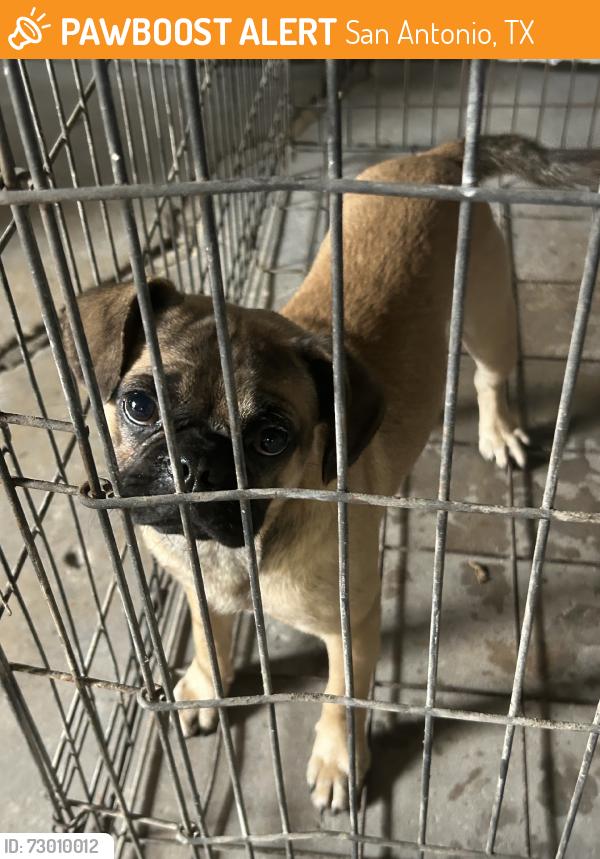 Found/Stray Male Dog last seen Nock ave., San Antonio, TX 78221