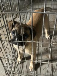 Found/Stray Male Dog last seen Nock ave., San Antonio, TX 78221