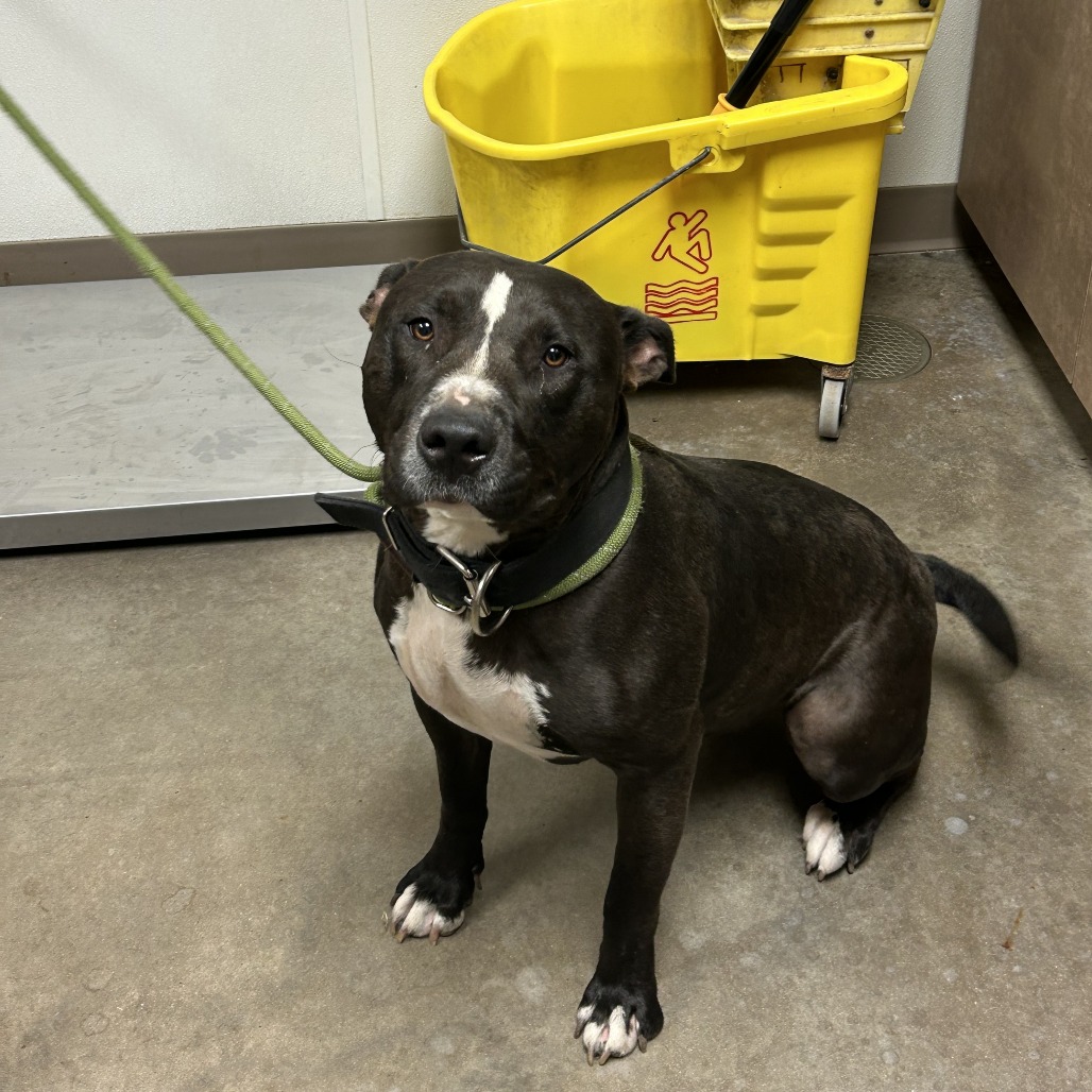 Shelter Stray Male Dog last seen , 3173 K-68 Hwy, Ottawa, KS 66067, USA