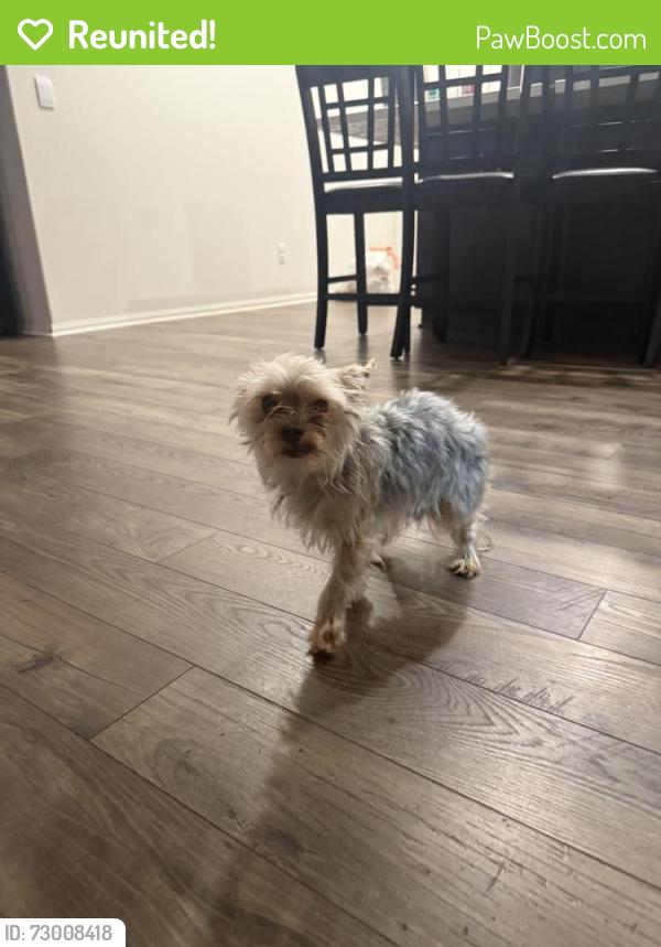 Reunited Unknown Dog last seen Brodiaea and olive st in Moreno valley, Moreno Valley, CA 92555