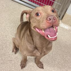 Shelter Stray Male Dog last seen , 54687 Co Rd 19, Bristol, IN 46507, USA