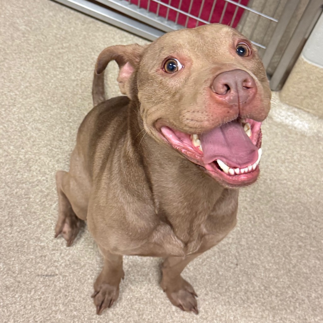 Shelter Stray Male Dog last seen , 54687 Co Rd 19, Bristol, IN 46507, USA