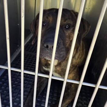 Shelter Stray Male Dog last seen , 54687 Co Rd 19, Bristol, IN 46507, USA