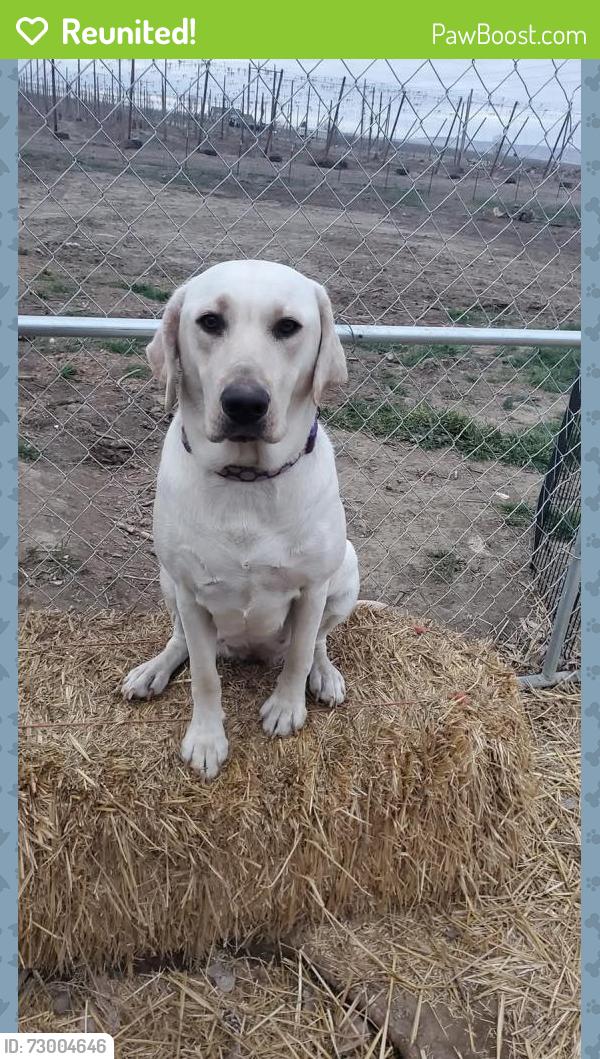 Reunited Female Dog last seen N Gap Rd Prosser Wa , Prosser, WA 99350