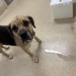 Shelter Stray Male Dog last seen , 54687 Co Rd 19, Bristol, IN 46507, USA