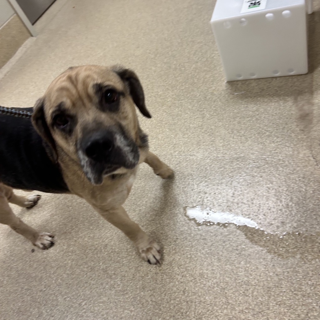 Shelter Stray Male Dog last seen , 54687 Co Rd 19, Bristol, IN 46507, USA