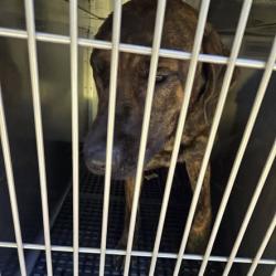 Shelter Stray Male Dog last seen , 54687 Co Rd 19, Bristol, IN 46507, USA