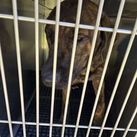 Shelter Stray Male Dog last seen , 54687 Co Rd 19, Bristol, IN 46507, USA