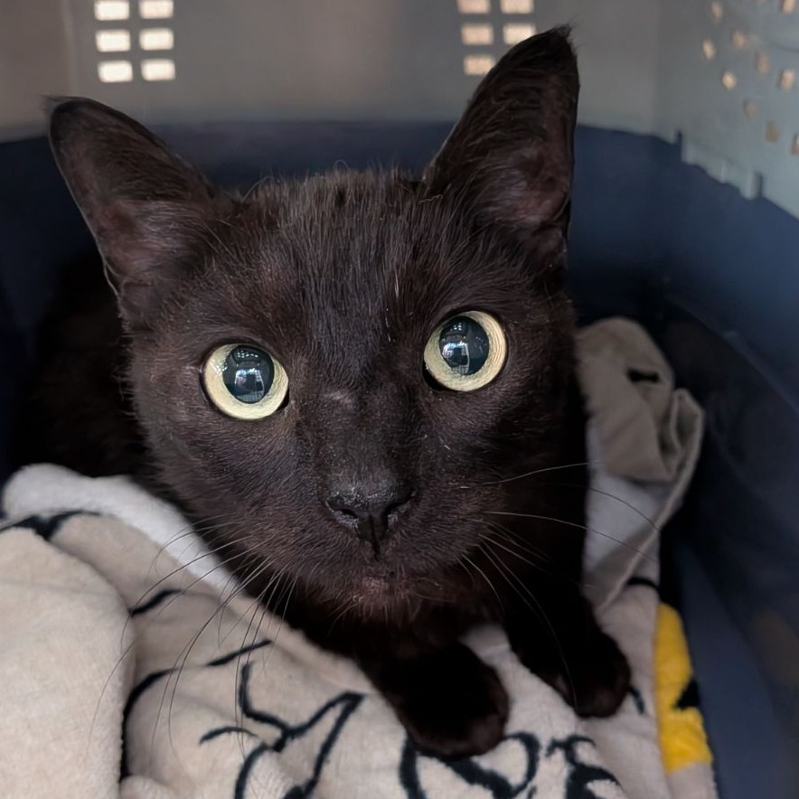 Shelter Stray Female Cat last seen , 99 Victor Rd, Fairport, NY 14450, USA
