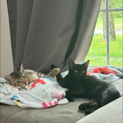 Shelter Stray Male Cat last seen , 8020 Washington St, Port Richey, FL 34668, USA