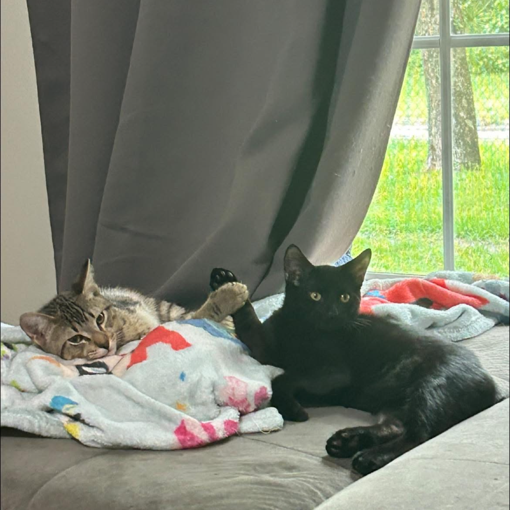 Shelter Stray Male Cat last seen , 8020 Washington St, Port Richey, FL 34668, USA