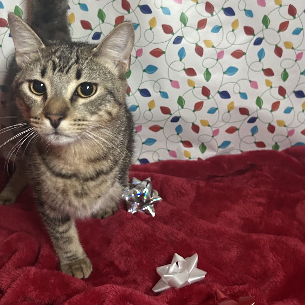 Shelter Stray Male Cat last seen , 8020 Washington St, Port Richey, FL 34668, USA
