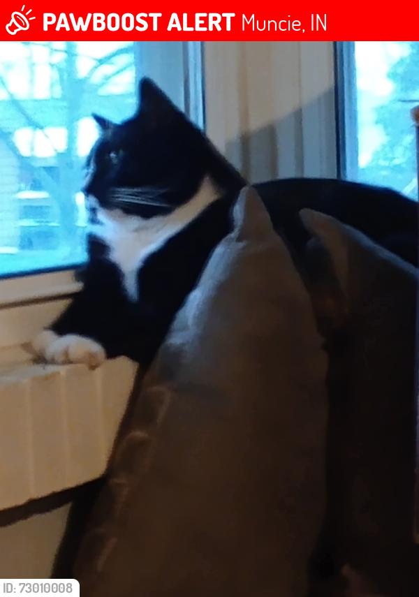 Lost Male Cat last seen Garkey, Muncie, IN 47302