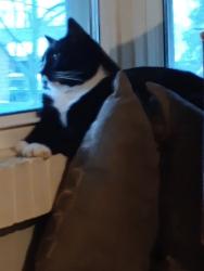 Lost Male Cat last seen Garkey, Muncie, IN 47302