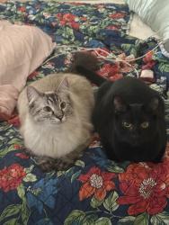 Lost Female Cat last seen Near highgate cir , Greer, SC 29650