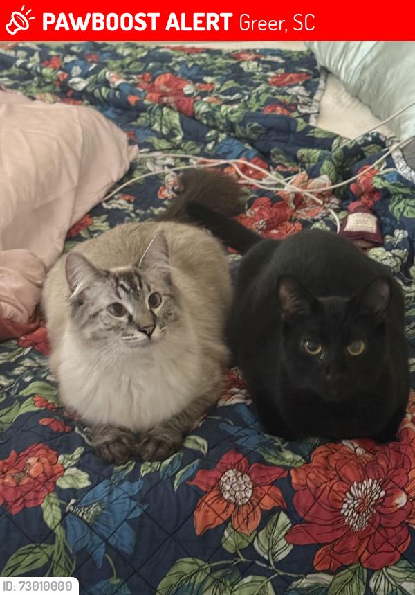 Lost Female Cat last seen Near highgate cir , Greer, SC 29650